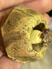 Gastroboletus