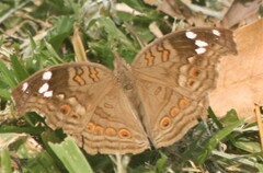 Junonia natalica