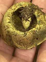 Gastroboletus