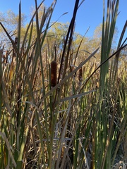Typha