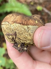 Gastroboletus
