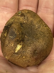 Gastroboletus