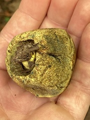 Gastroboletus