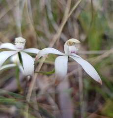 Caladenia ustulata