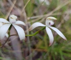 Caladenia ustulata