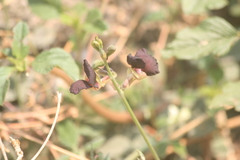Macroptilium atropurpureum