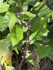 Nabalus serpentarius