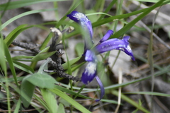 Iris ruthenica