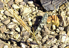 Trimerotropis saxatilis