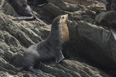 Arctocephalus tropicalis