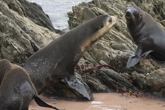 Arctocephalus tropicalis