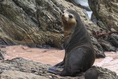 Arctocephalus tropicalis