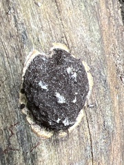 Reticularia