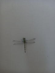 Erythemis vesiculosa