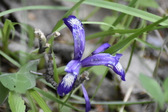 Iris ruthenica
