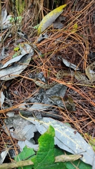 Crotalus triseriatus