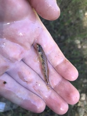 Etheostoma stigmaeum