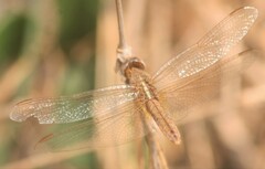 Crocothemis