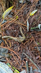 Crotalus triseriatus