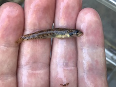 Etheostoma stigmaeum