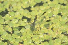 Brachythemis leucosticta
