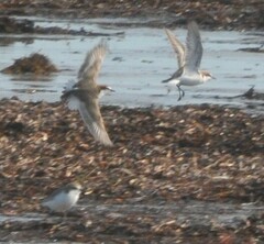 Charadrius ruficapillus