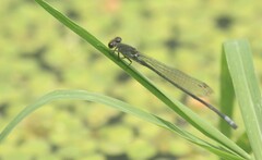 Pseudagrion sublacteum