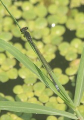 Pseudagrion sublacteum