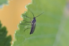 Gnophomyia