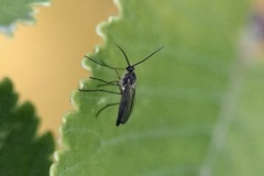 Gnophomyia
