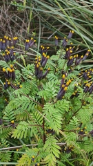 Tagetes foetidissima