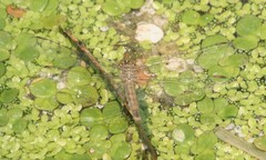 Libellulidae