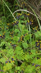 Tagetes foetidissima