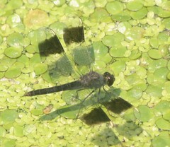 Brachythemis leucosticta