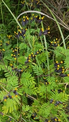 Tagetes foetidissima