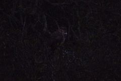 Bubo virginianus pacificus