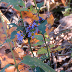 Symphyotrichum anomalum