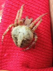 Araneus