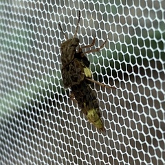 Ontholestes cingulatus