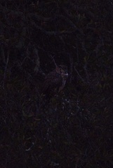 Bubo virginianus pacificus