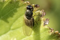 Calliopum