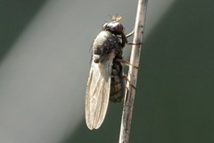 Calliopum