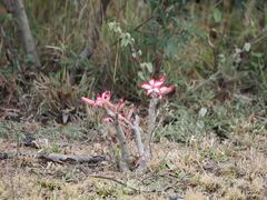 Adenium multiflorum