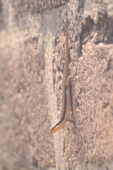 Trachylepis wahlbergii