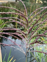 Miscanthus × longiberbis