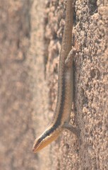 Trachylepis wahlbergii