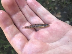 Etheostoma stigmaeum