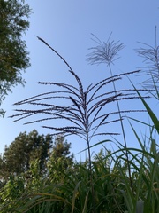 Miscanthus × longiberbis