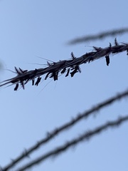 Miscanthus × longiberbis