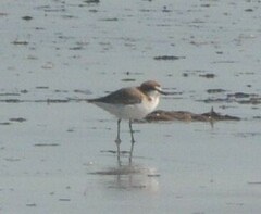 Charadrius ruficapillus